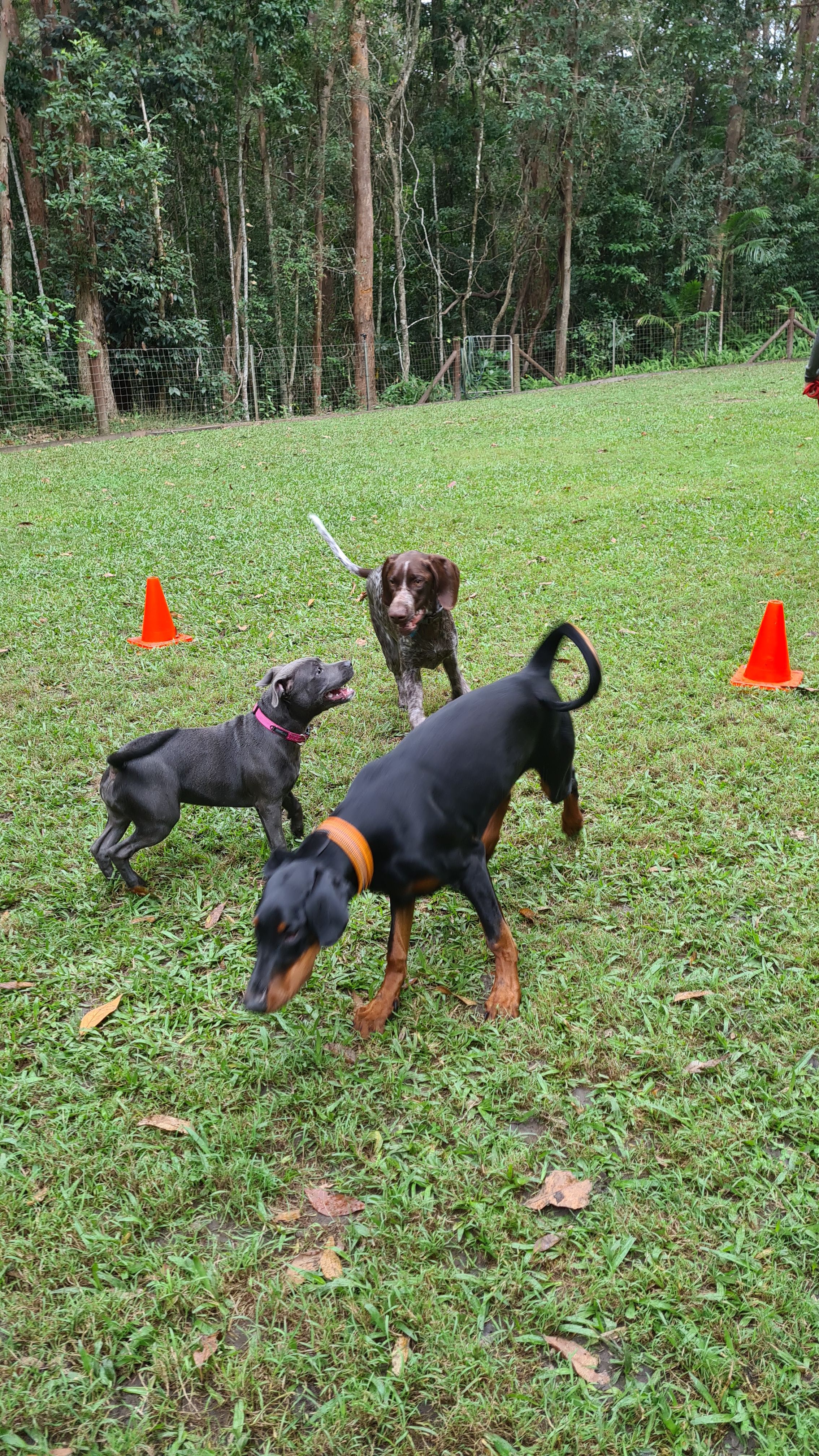 Sadie, River and Reggie playing nicely