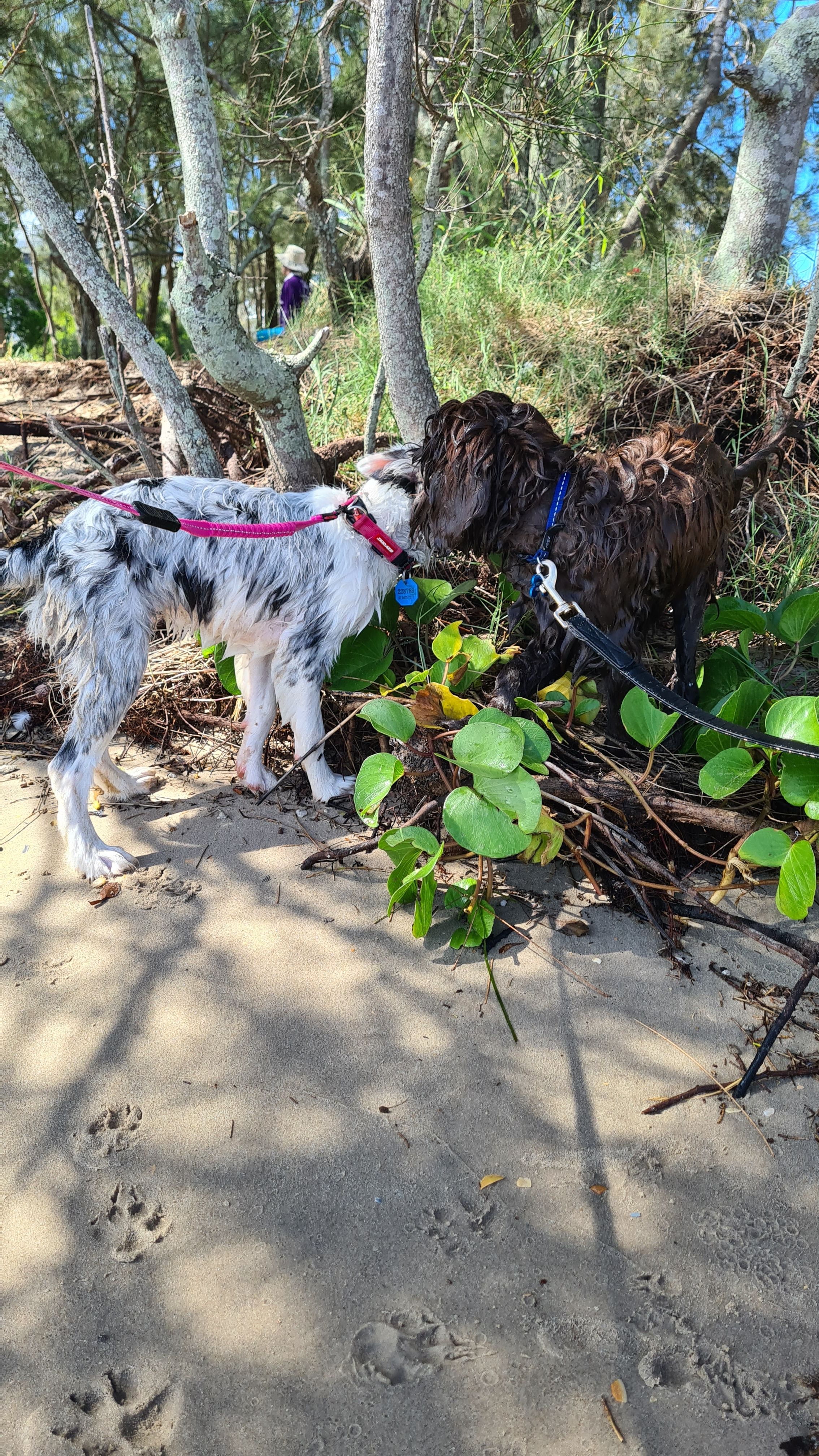 Puppy interaction at the beach in our Puppy program