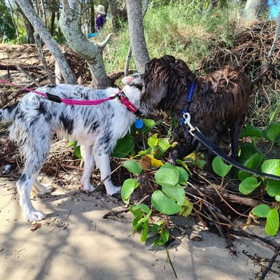Puppy interaction at the beach in our Puppy program