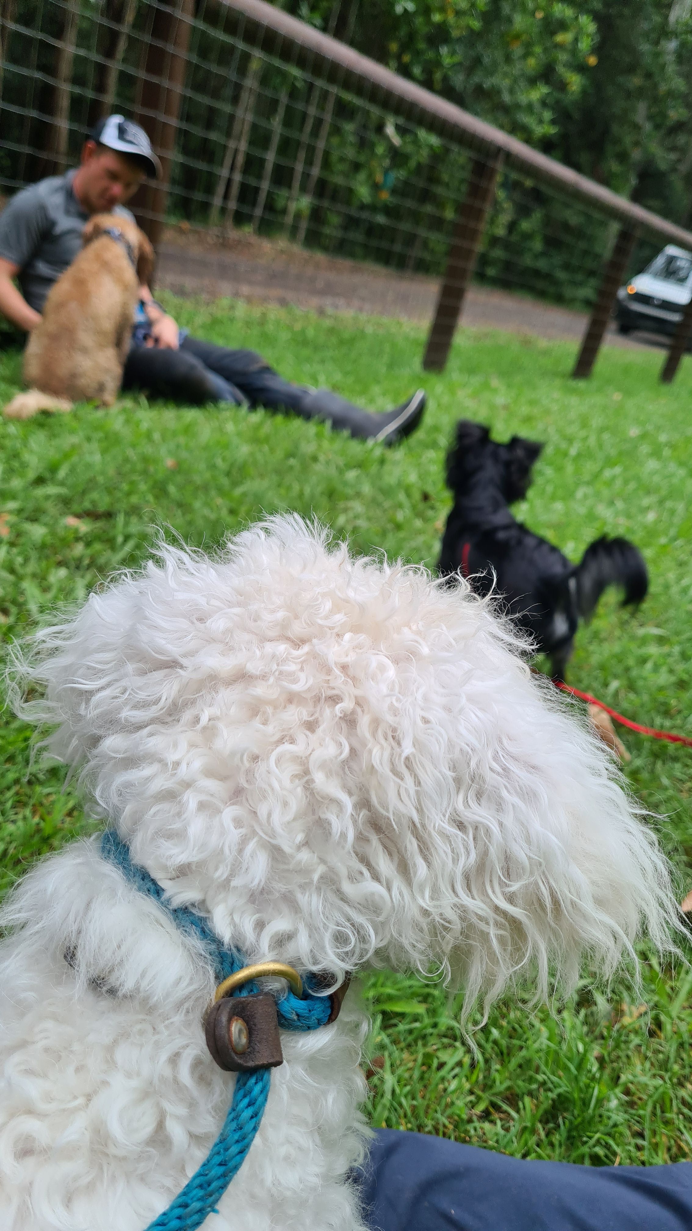 Casper learning to be calm, Jet learning to be brave and Bailey just being awesome in helping