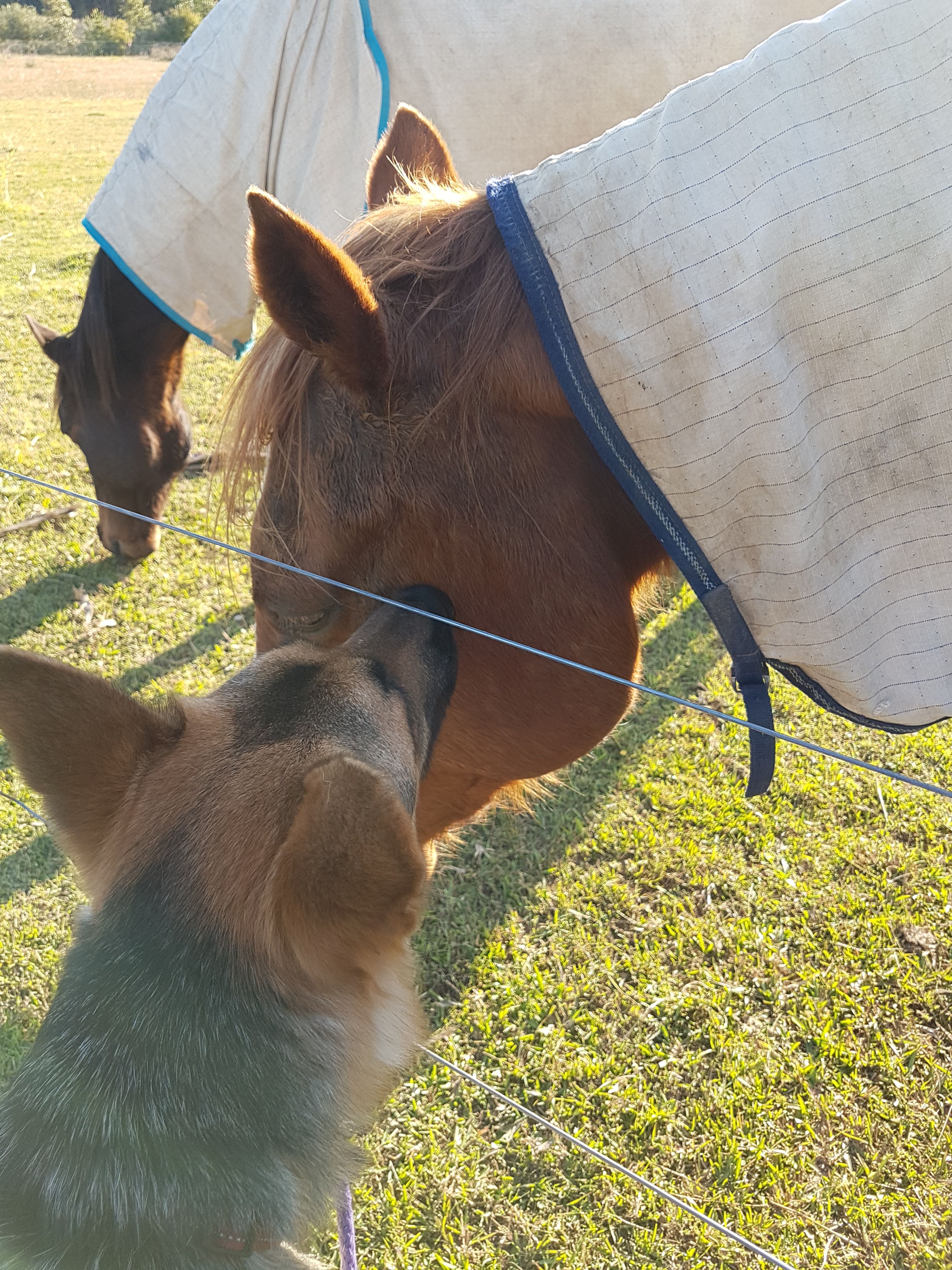 'Winter' doggy whispers