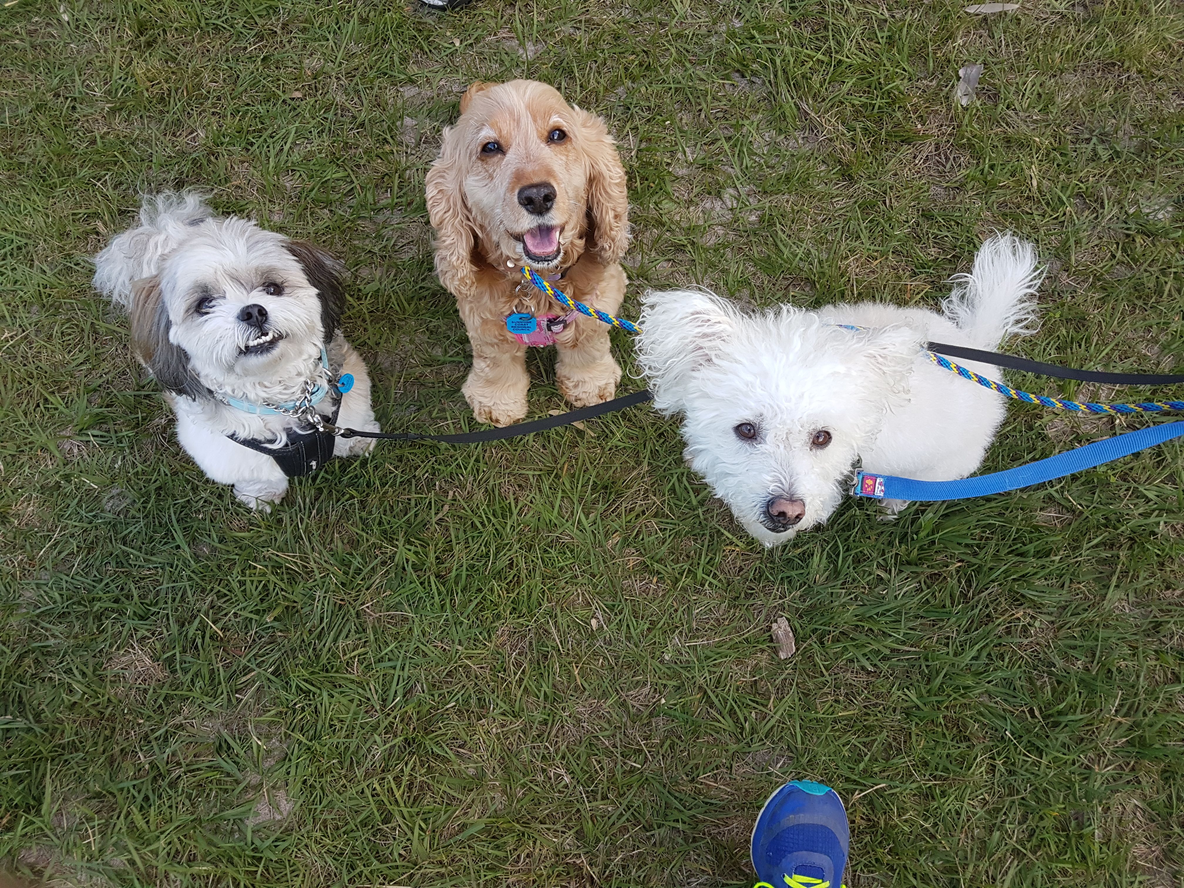 Dogs behaving together