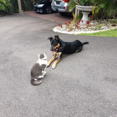 Dog socialising on driveway with a cat