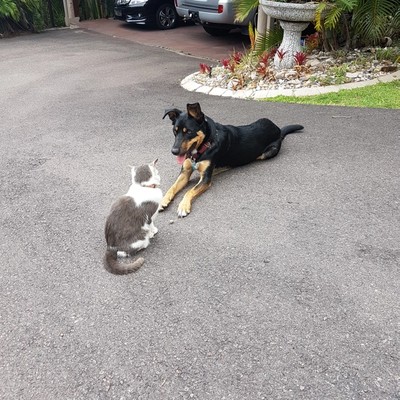 Dog socialising on driveway with a cat