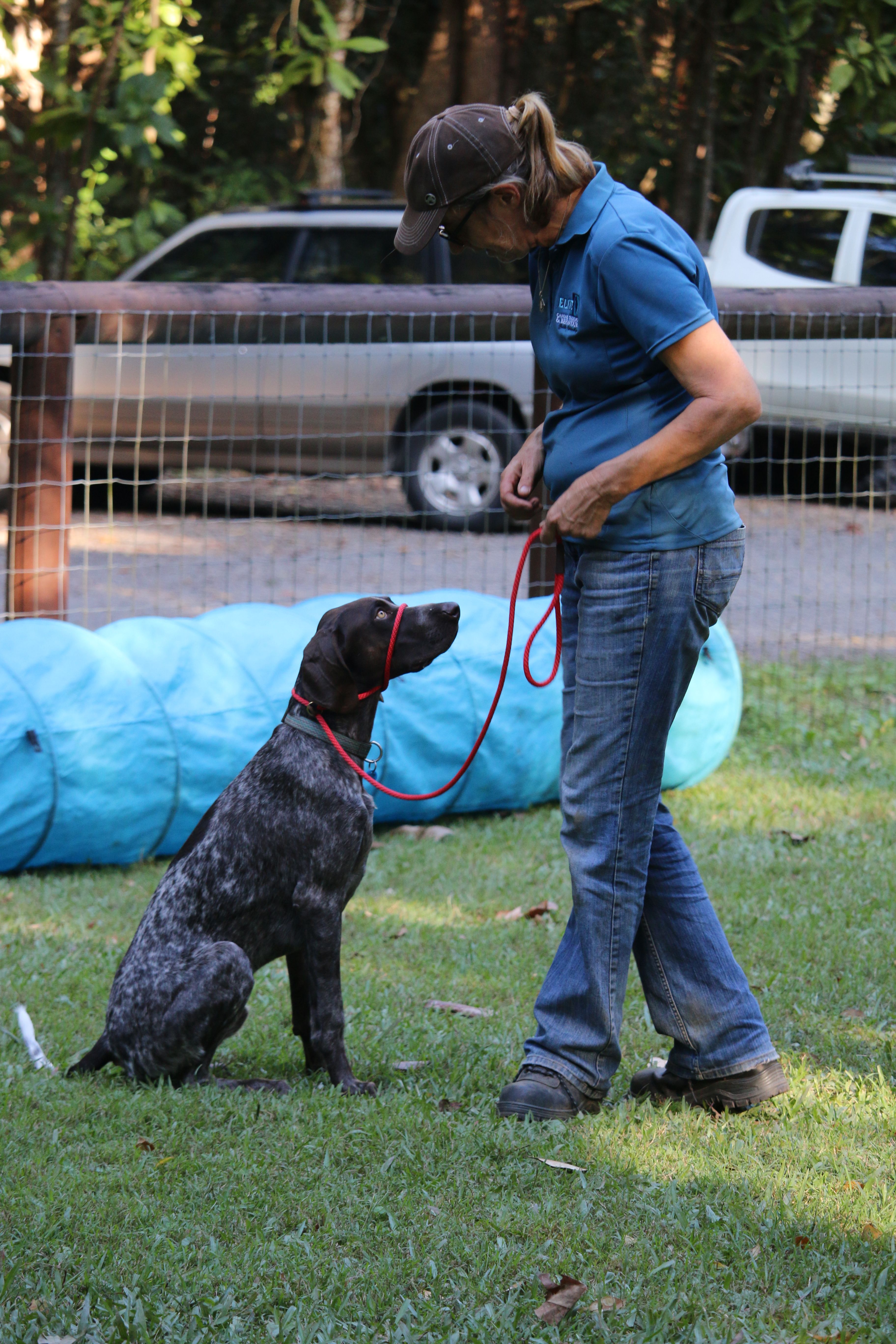Puppy Learning at Puppy Day Train
