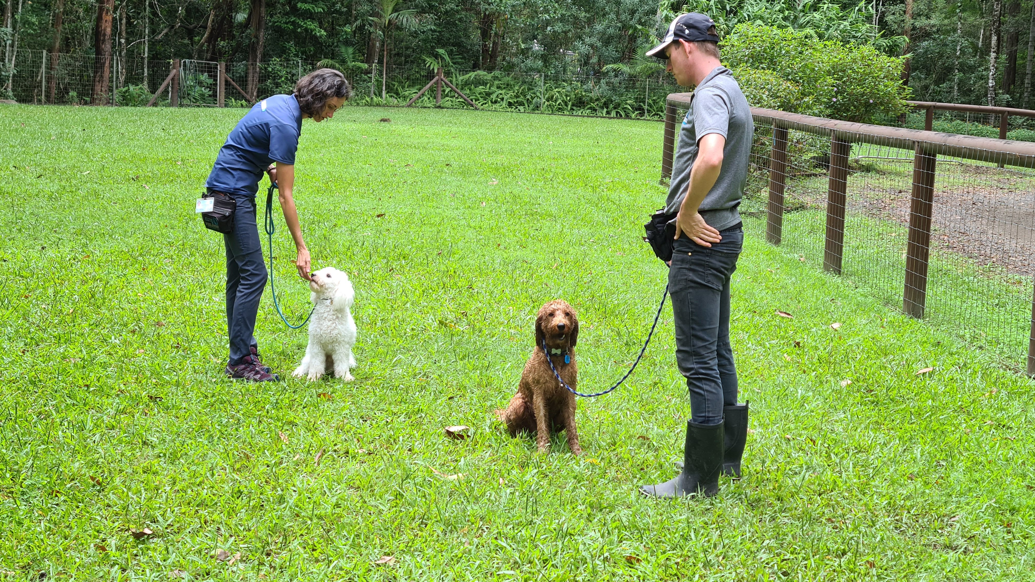 Casper with Kylie learning to be calm and Ginger being a great role model with Sam
