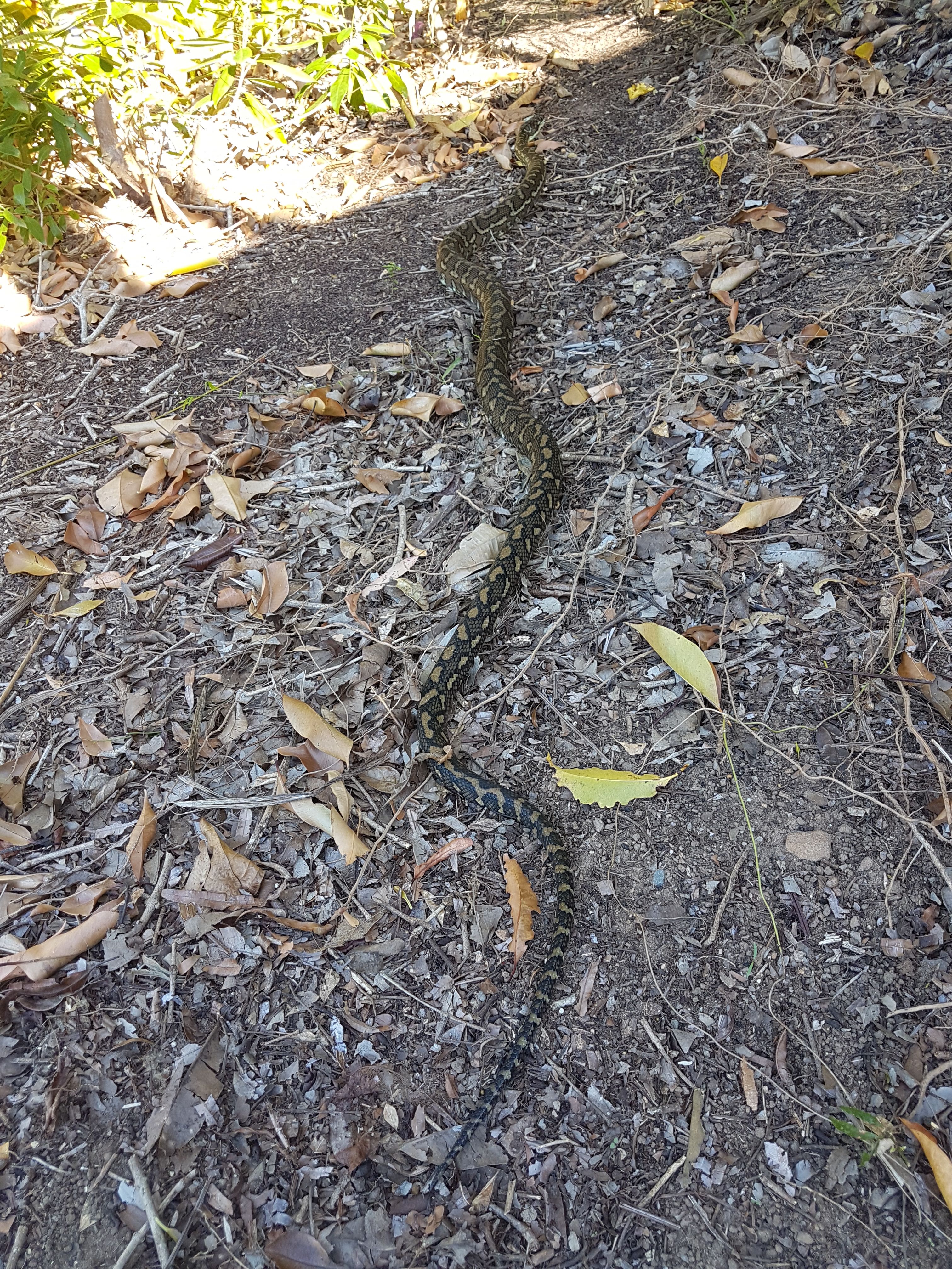 We don't do snake training