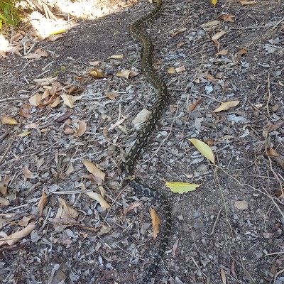 We don't do snake training