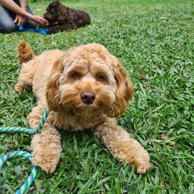 Zara Spoodle