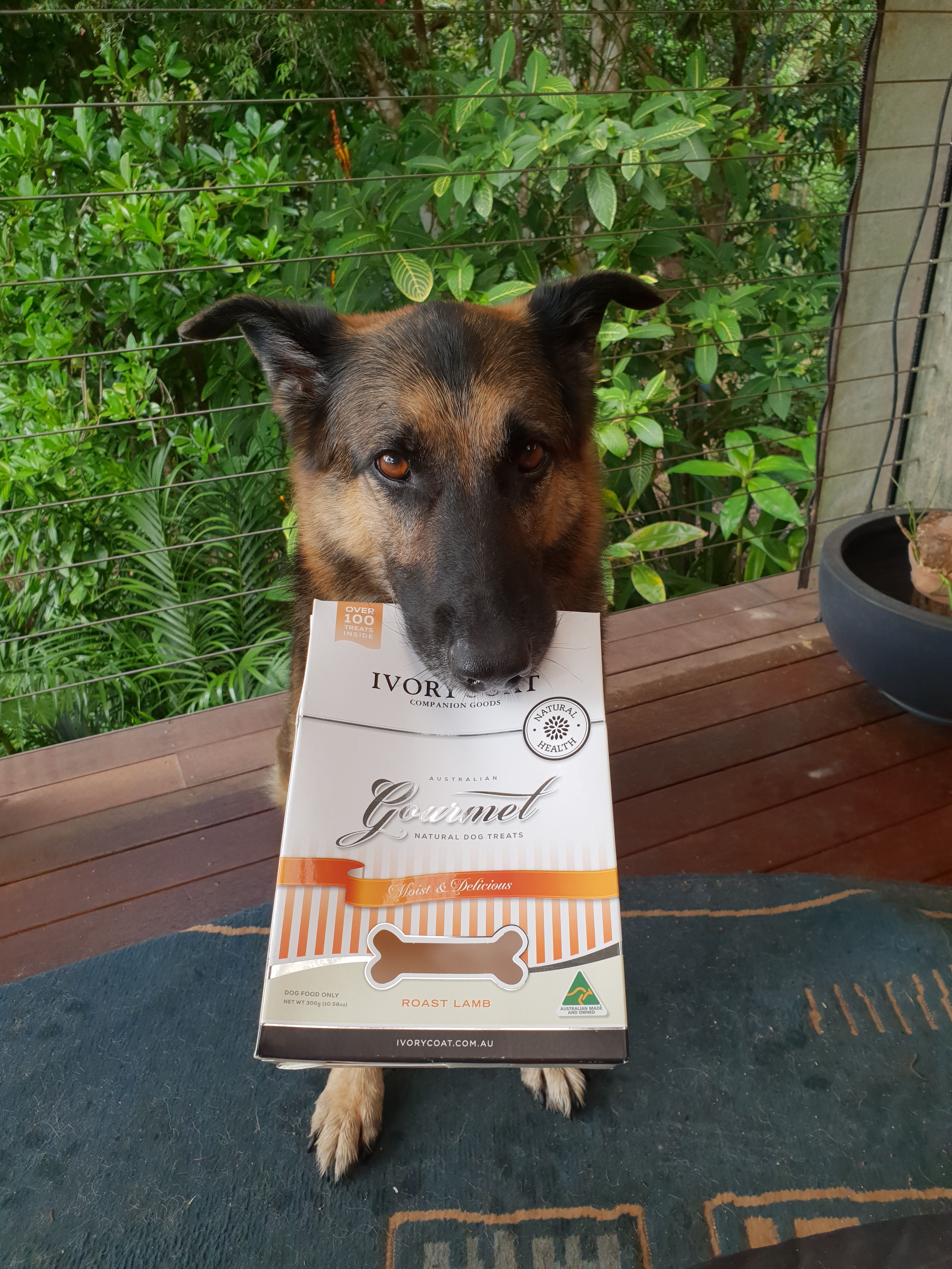 Dog Training with a good leash and treats