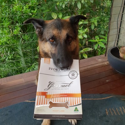 Dog Training with a good leash and treats