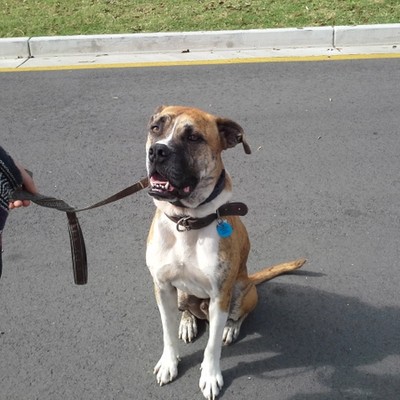 Cassie's gentle giant