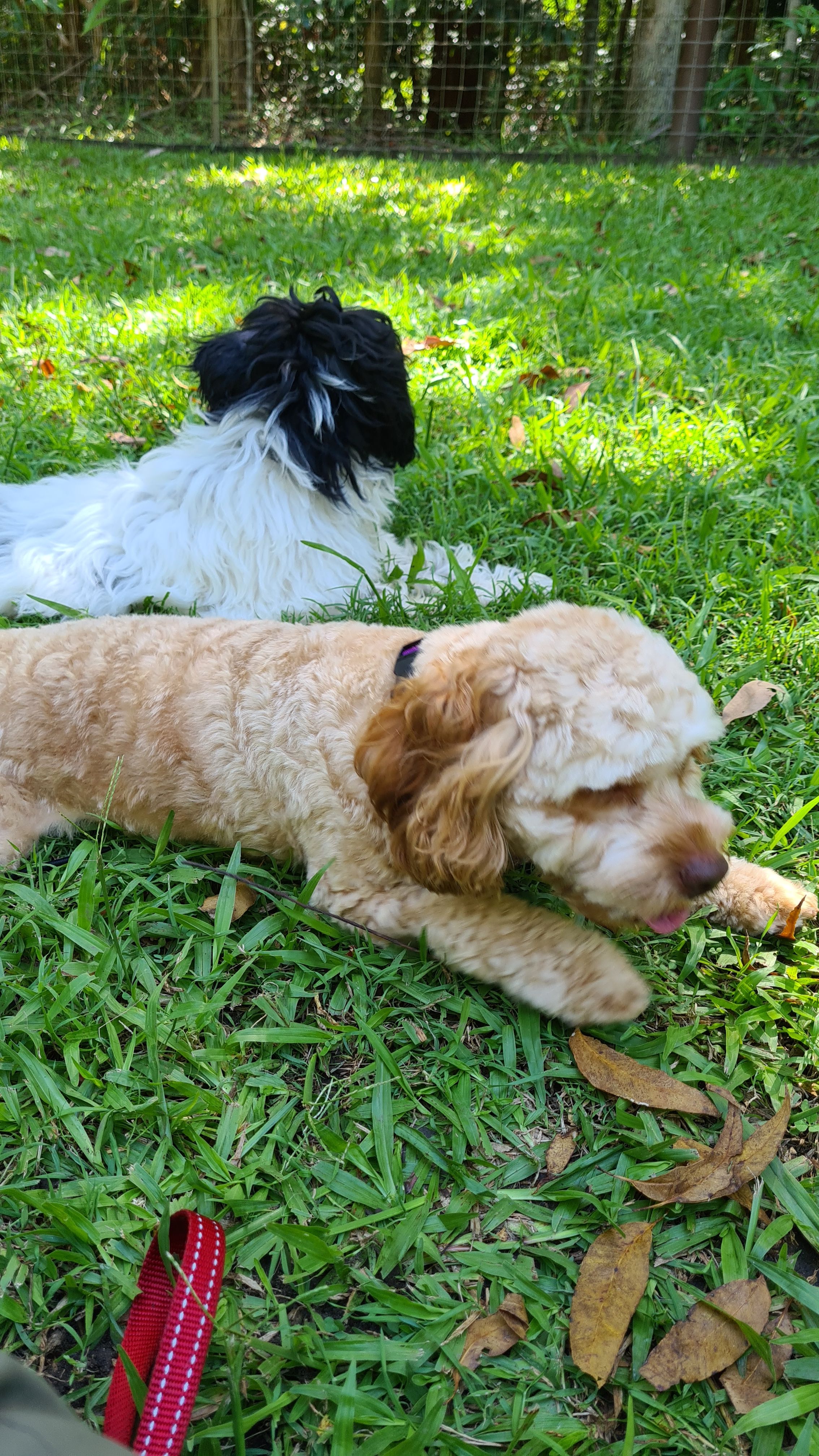 Zara helping Sugar build confidence