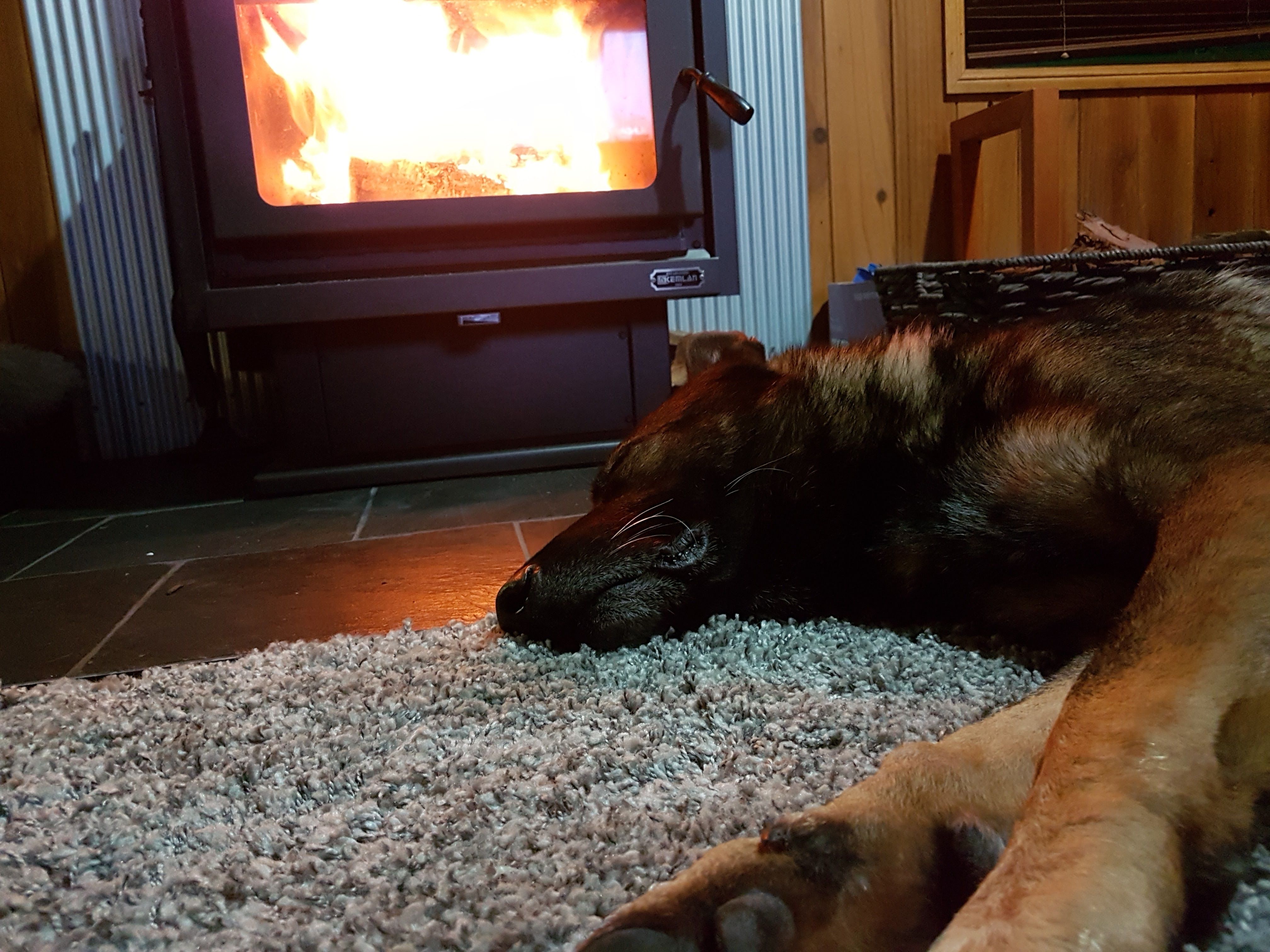 German shepherd laying by indoor fireplace