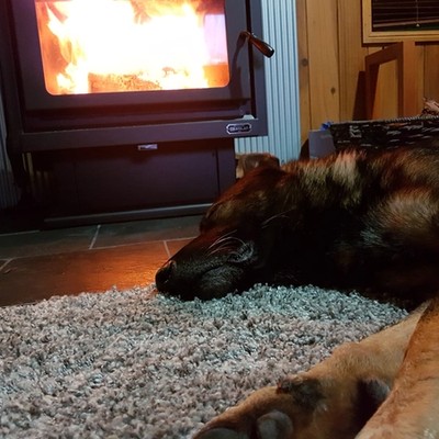 German shepherd laying by indoor fireplace