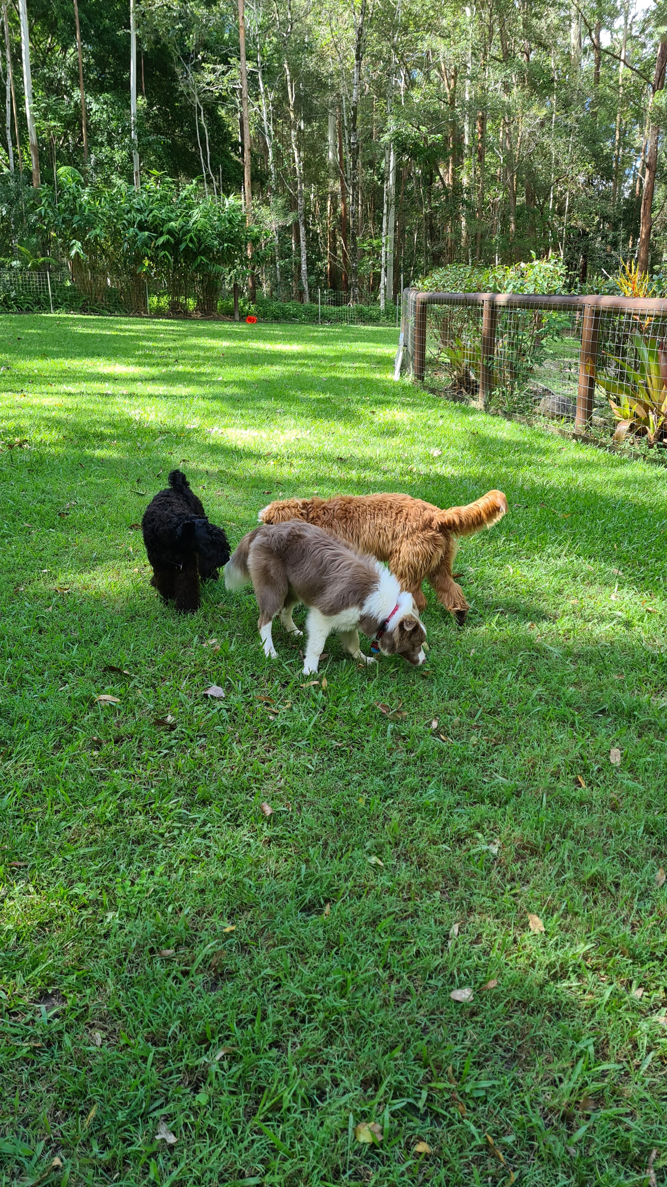 Soda, Lloyd and Dottie looking for lonely treats