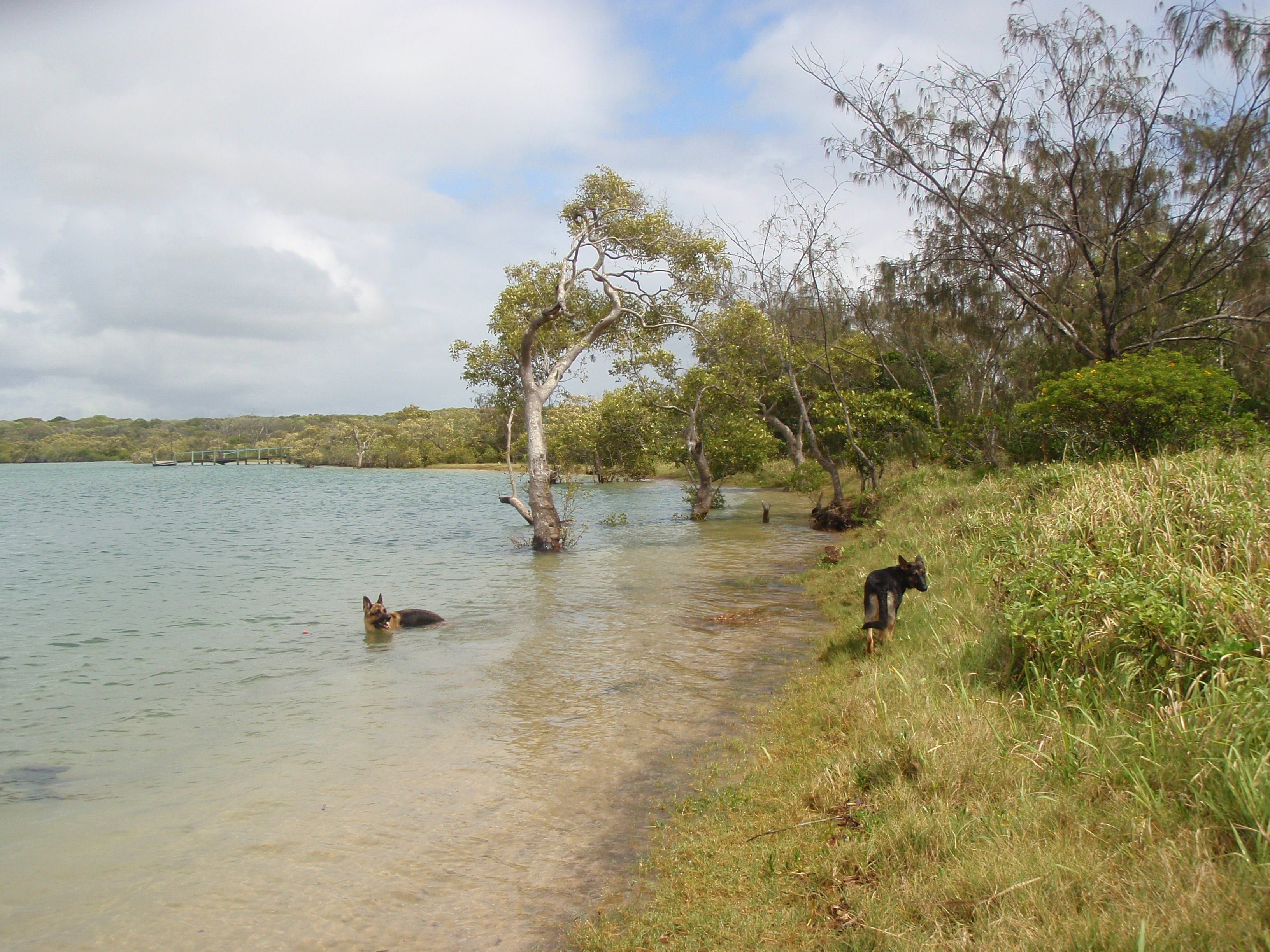 Off leash fun at the beach