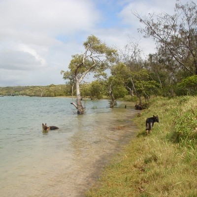 Off leash fun at the beach