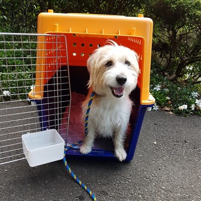 Crate Training with Dixie