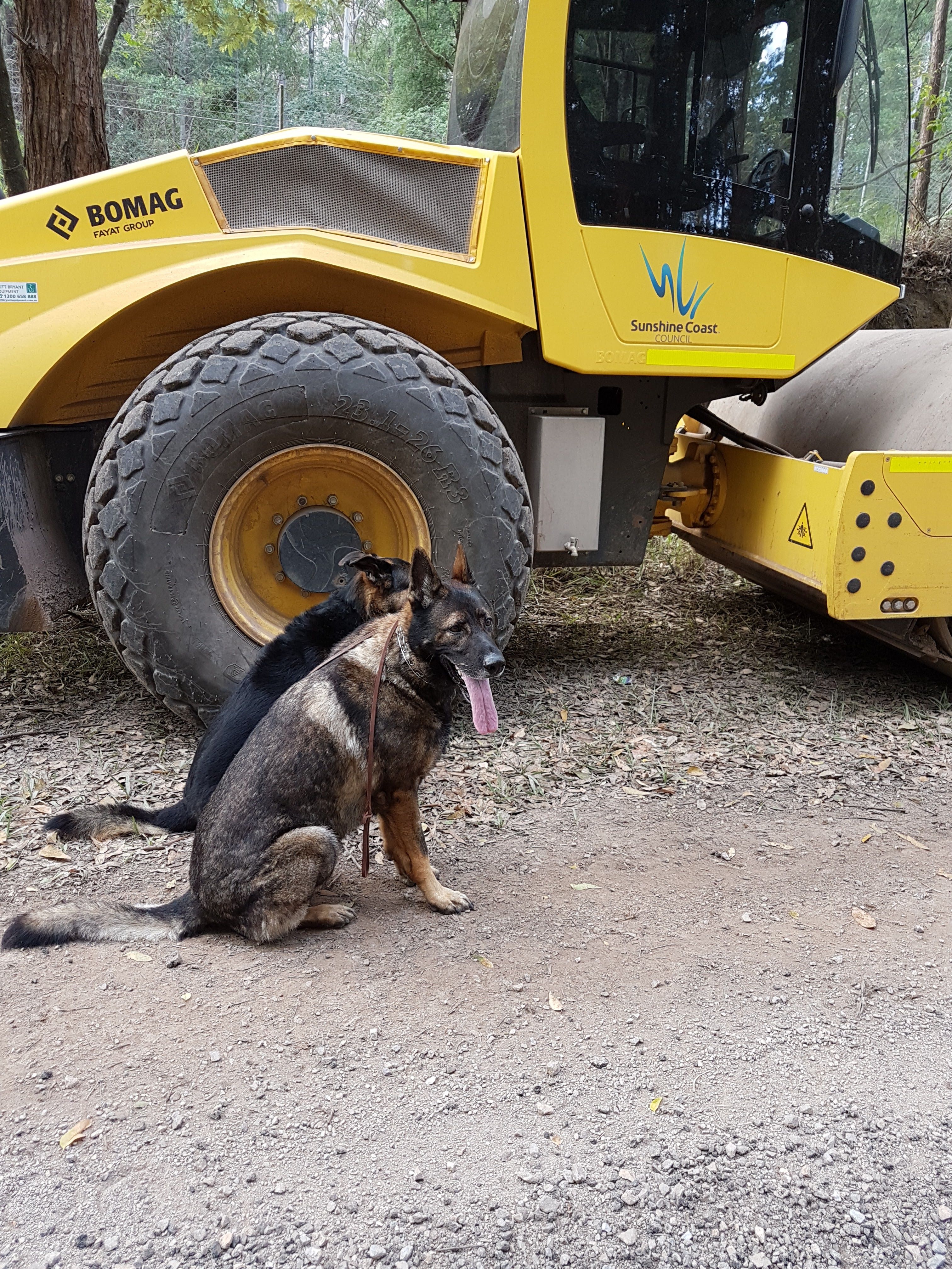 Dog Training near equipment