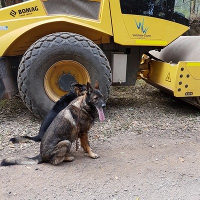 Dog Training near equipment