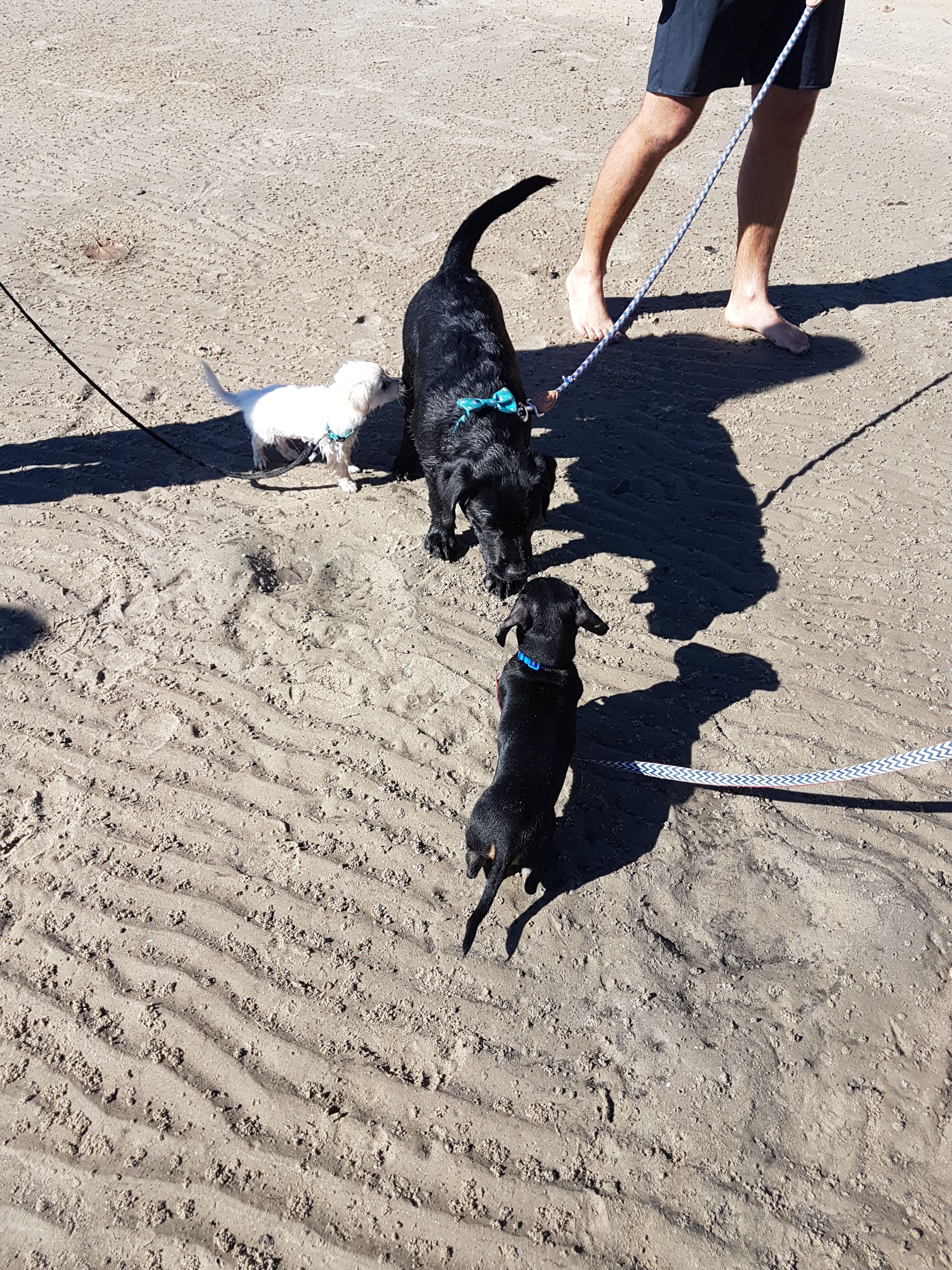 All puppies big and small learning to interact
