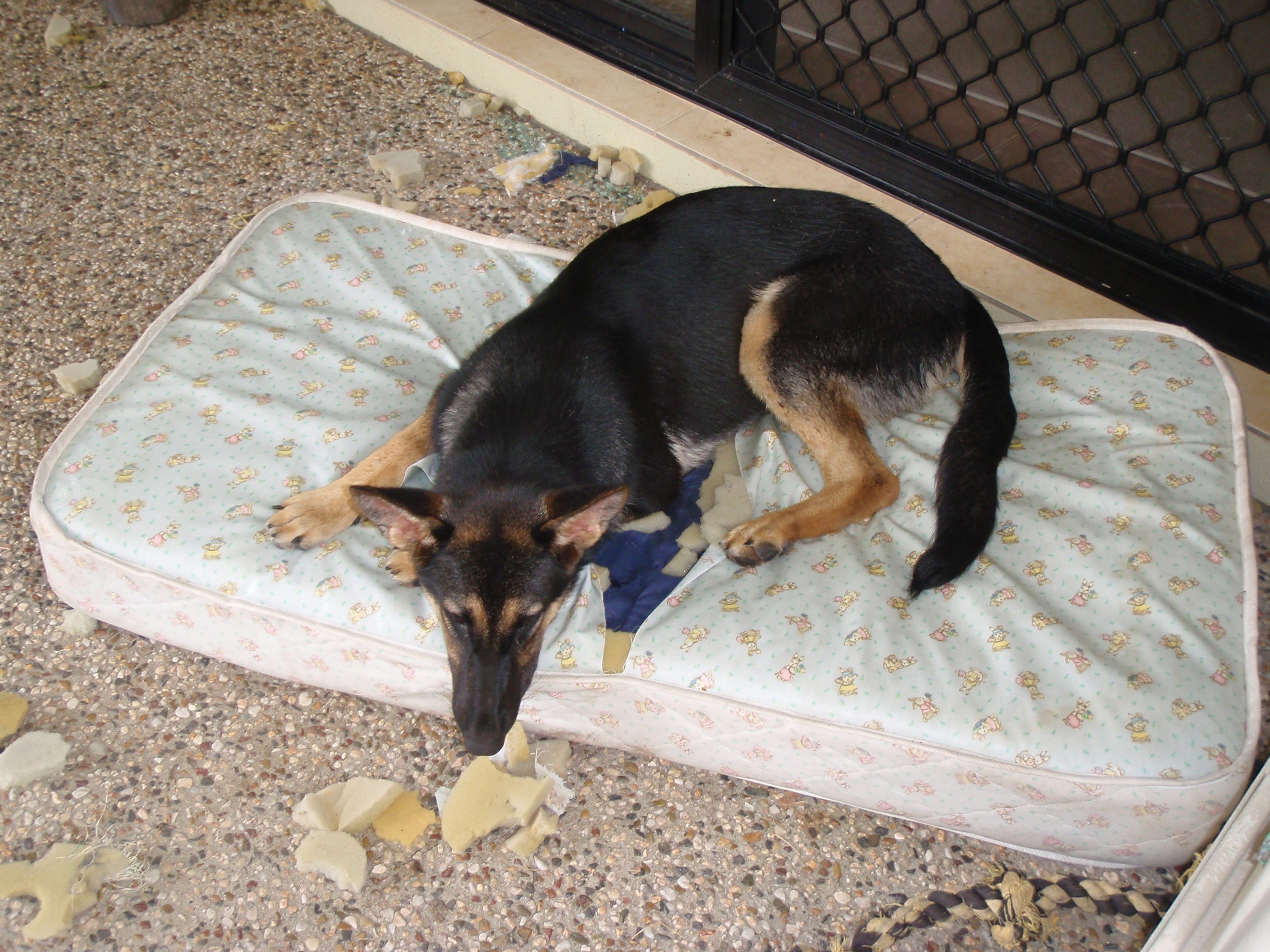 Destructive behaviour in dogs