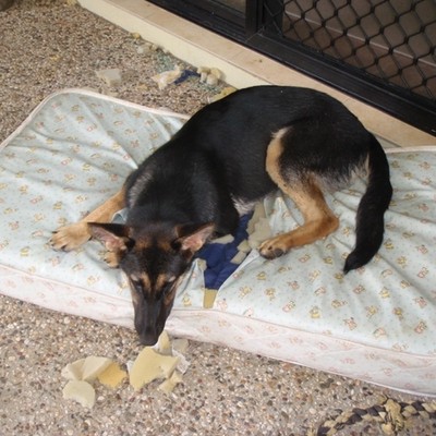 Destructive behaviour in dogs