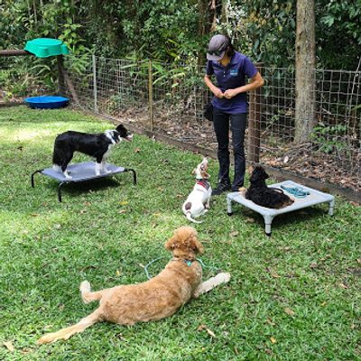 Puppy Socialisation