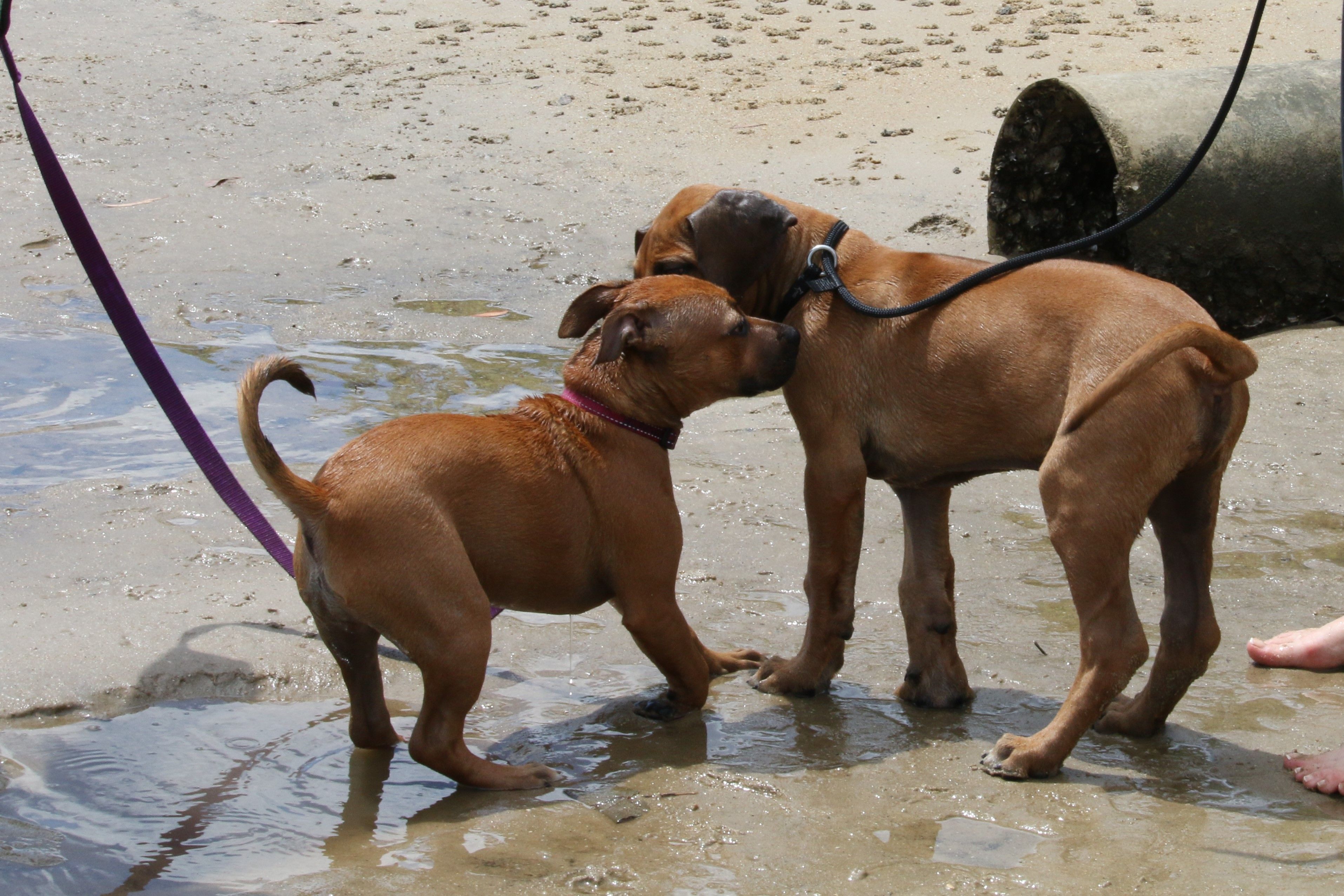Puppies Socialising at the Beach at Puppy Program