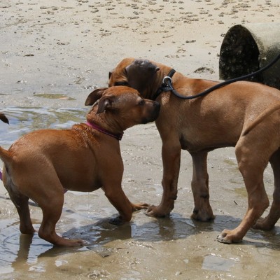 Puppies Socialising at the Beach at Puppy Program