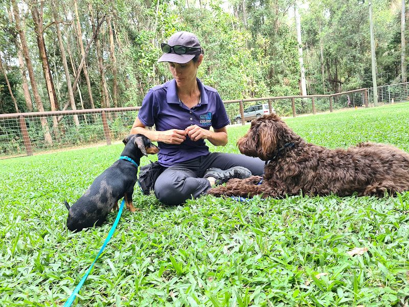 Training session with dogs