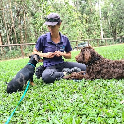 Training session with dogs