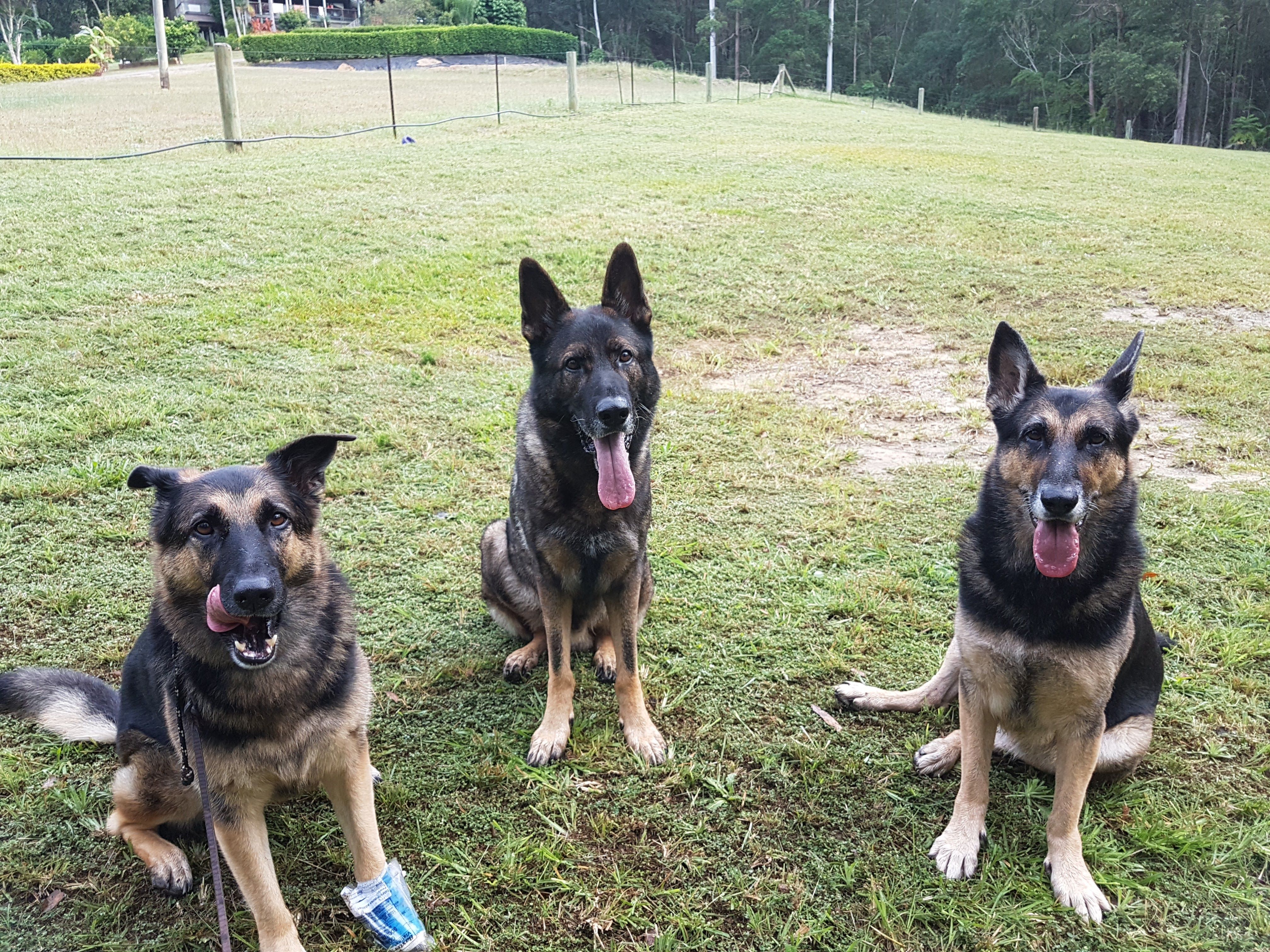 Three german shepherds ready for training