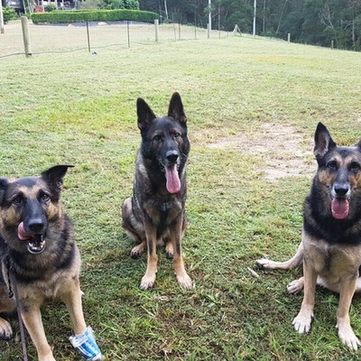 Three german shepherds ready for training