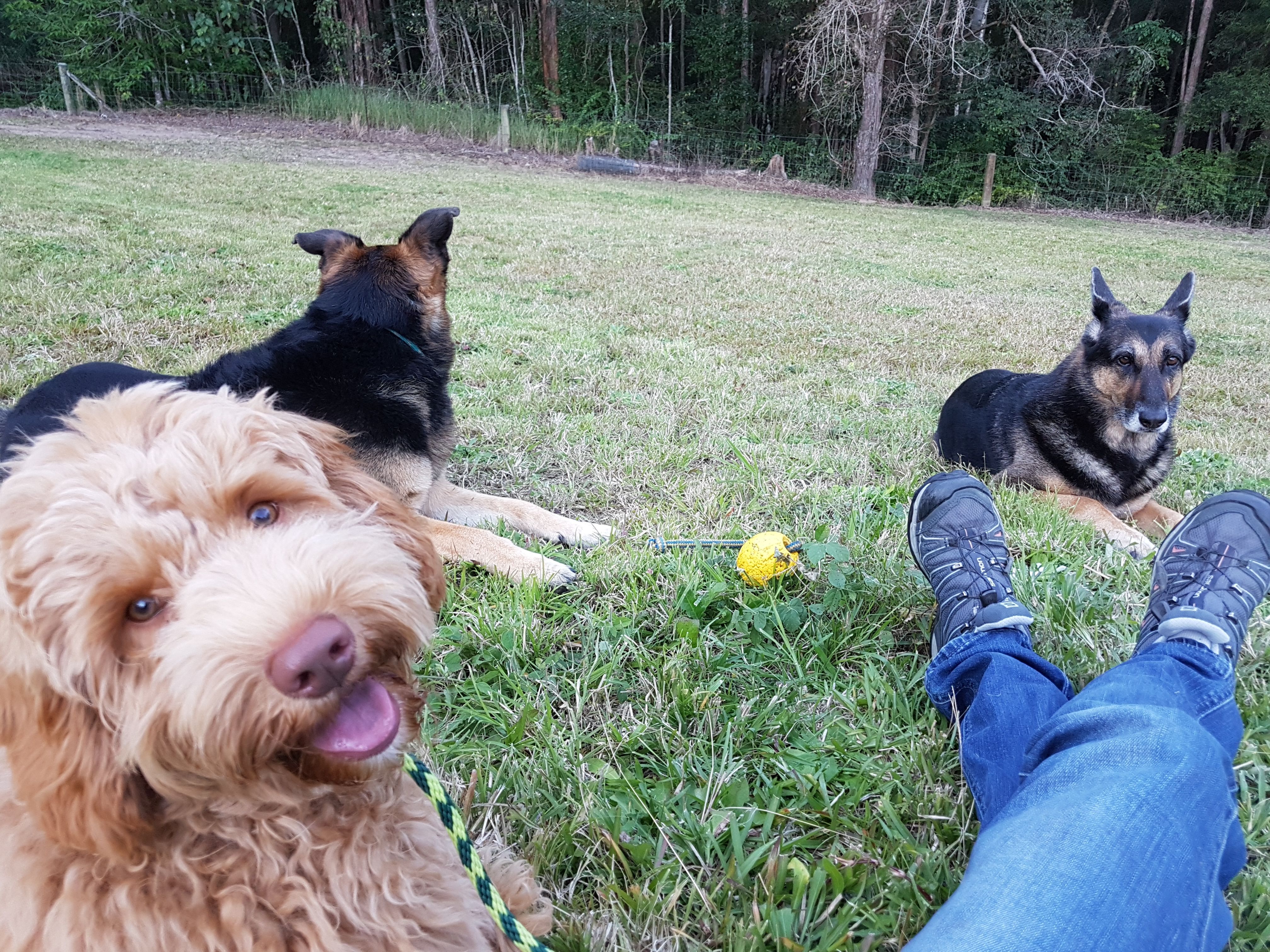 Basil the labradoodle learning to respect older dogs Deja and Keisha