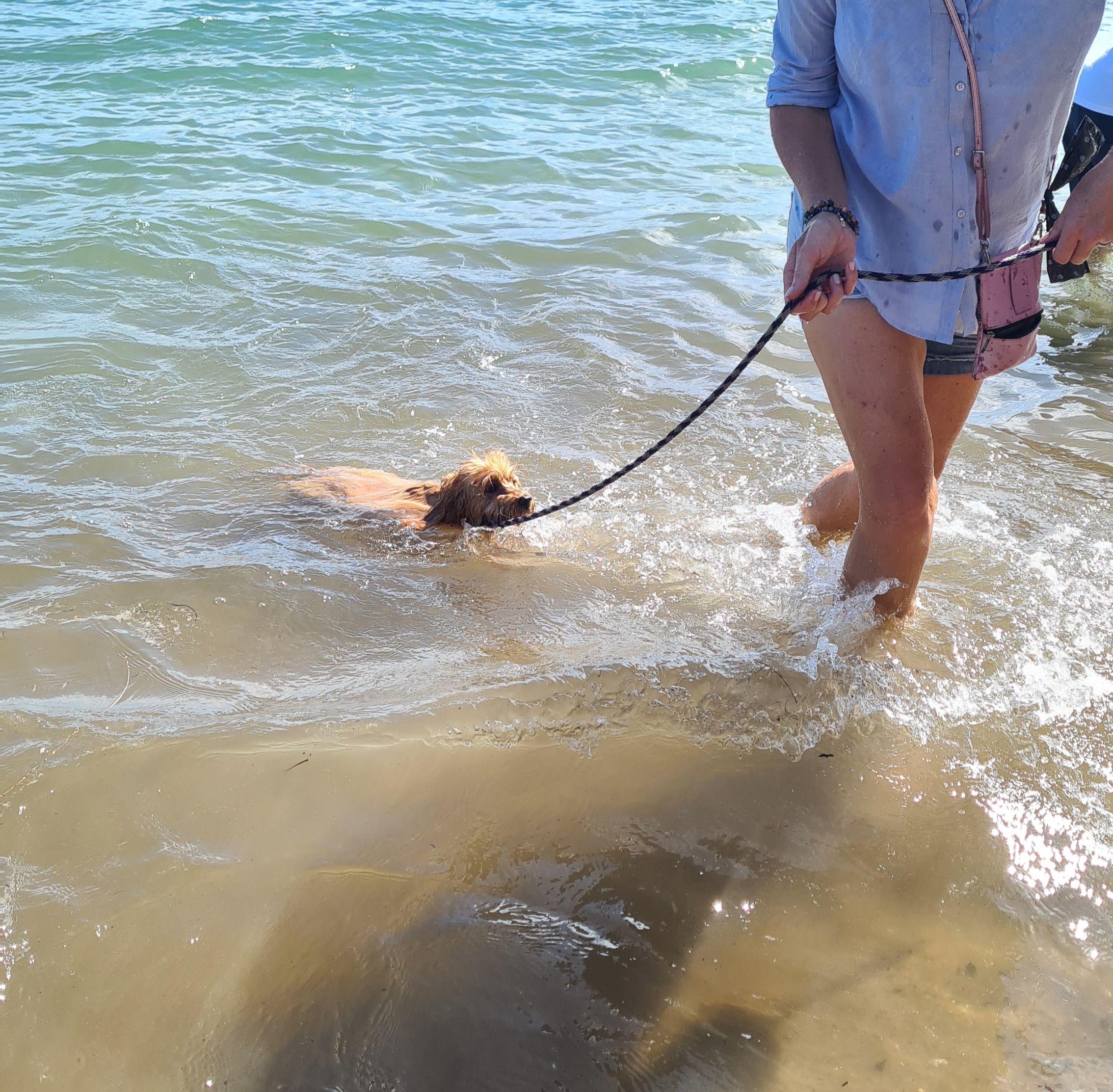 Learning to swim at our puppy program