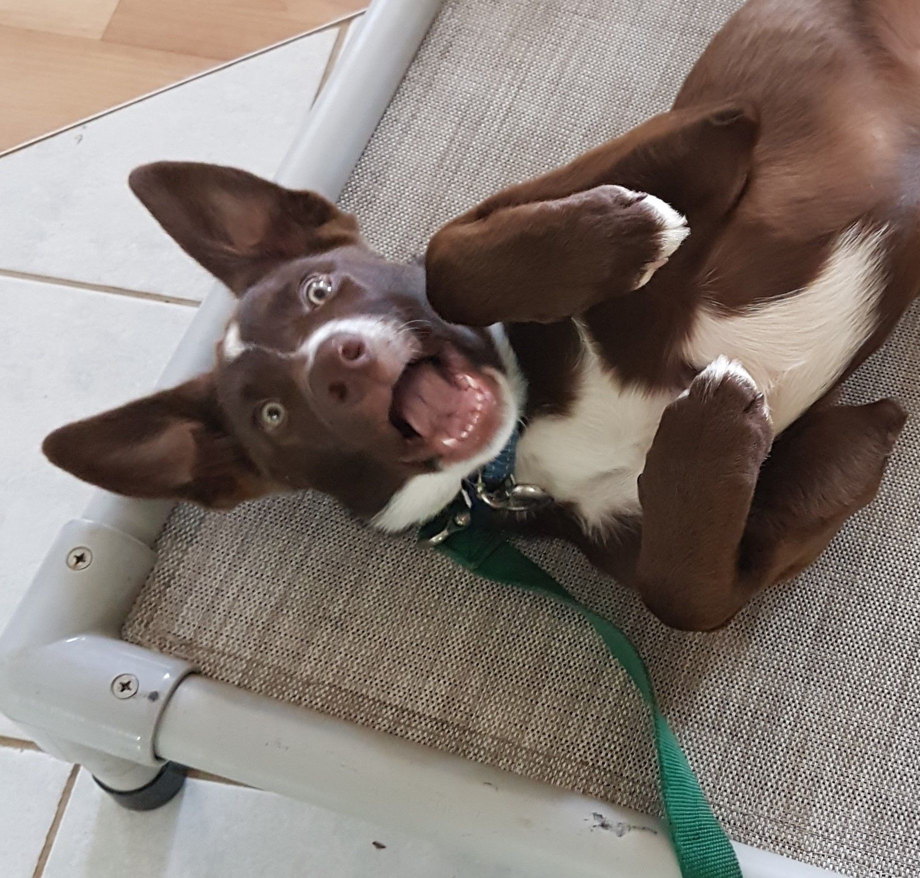 You told my owners What?!