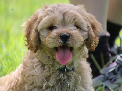 Puppy Program