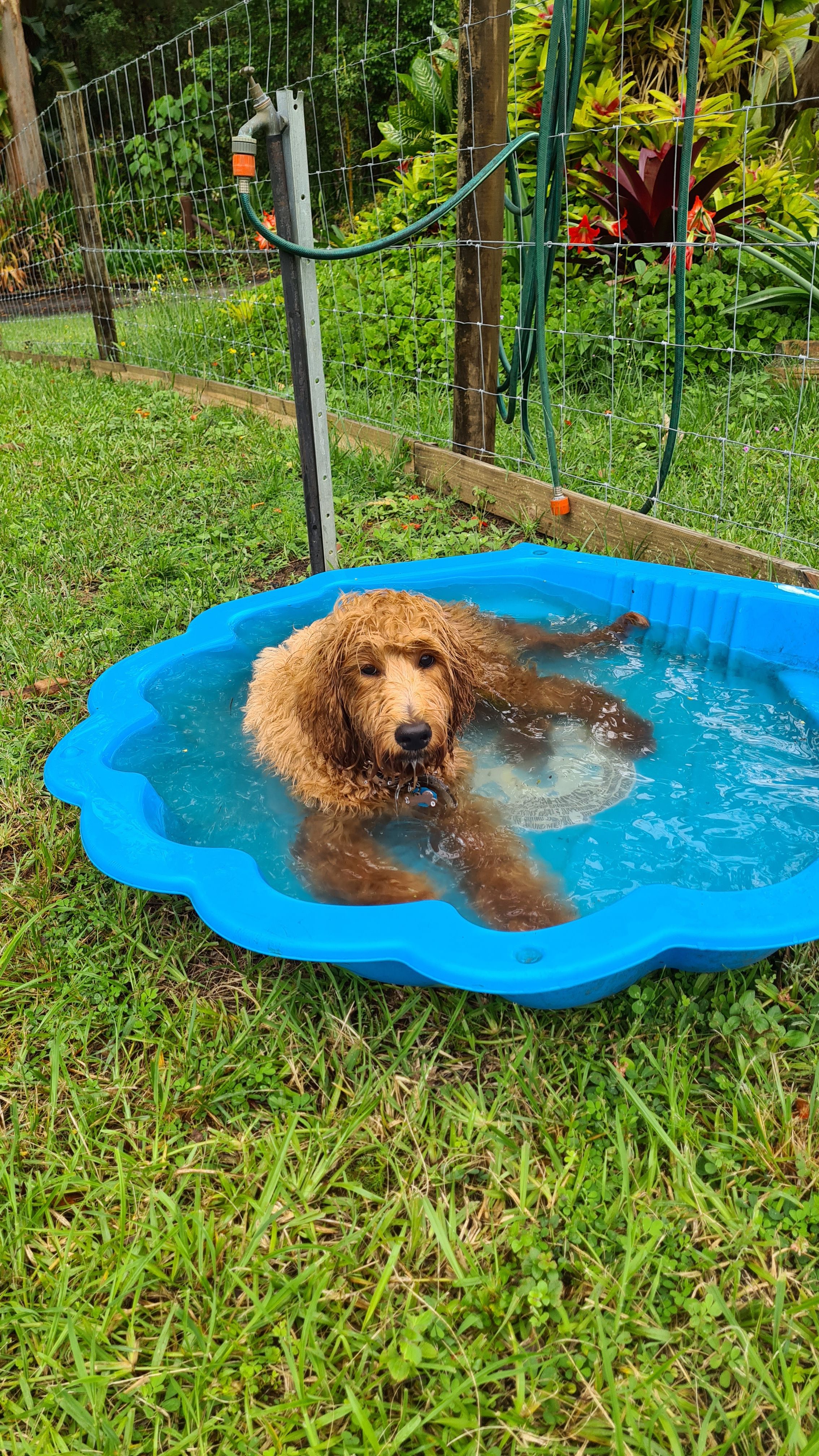 Is this Dog School or the Day Spa?