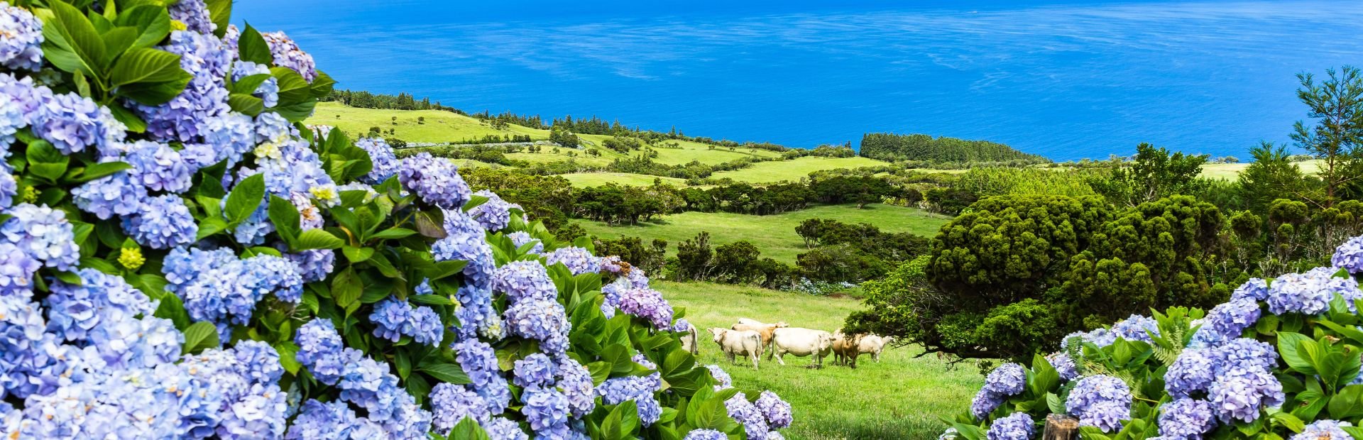 Azoren Portugal hortensia's Terceira Sao Miguel