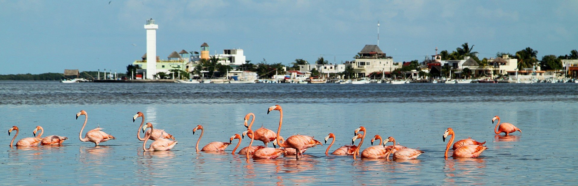 rio lagartos flamingo's