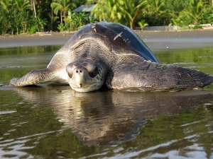 Bahia Solano schildpad