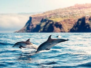 Dolfijnen Madeira