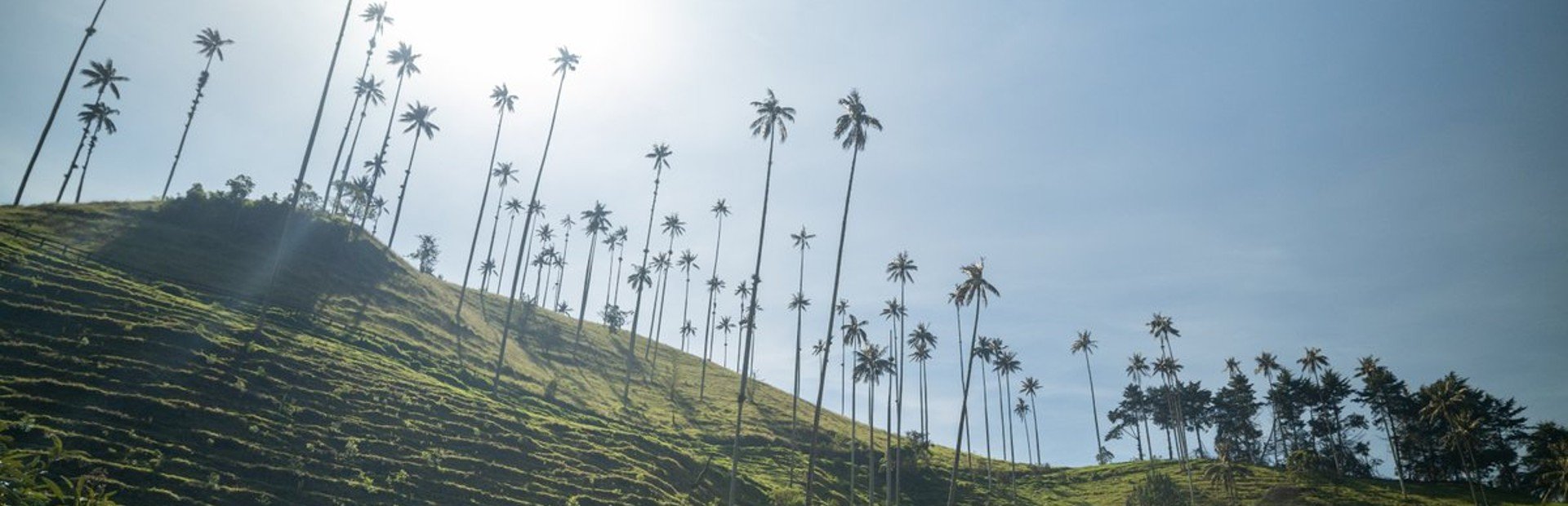 Salento Cocora vallei