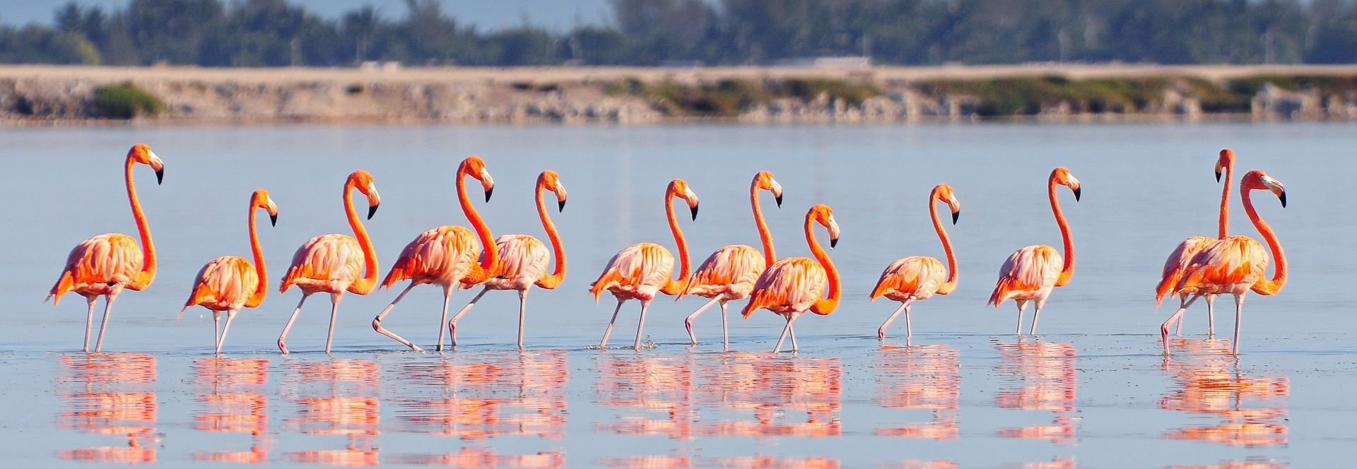 flamingo Mexico met kinderen