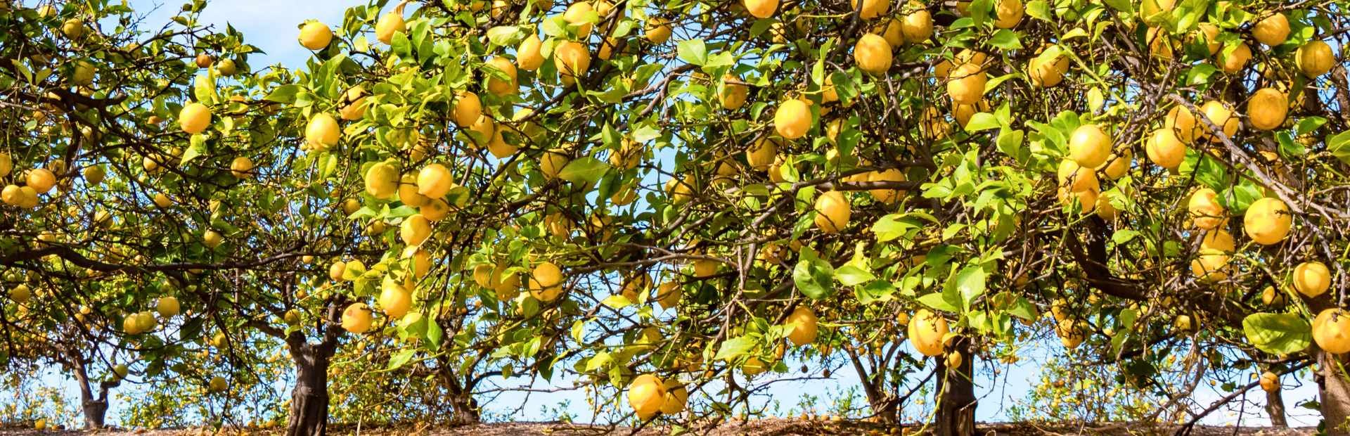Citroenen boom in de Algarve