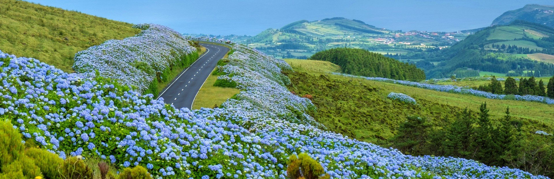 faial azoren hortensia's