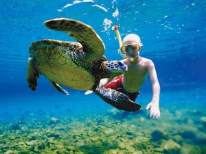 Schildpad kind zwemmen mexico