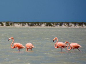 Flamingos en krokodillen Mexico Kids - Rio Lagartos